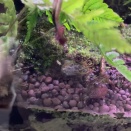 カスミサンショウウオ、６度目の春