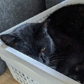 ８月もうるちゃんで始まり