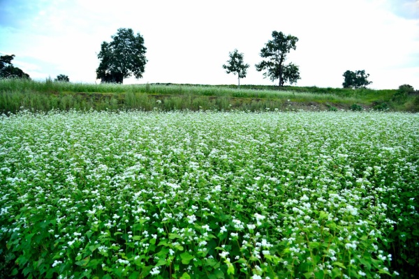 日本の原風景 日本の原風景