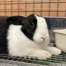 ダッチに詳しくなろう！！