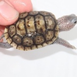 『ミズガメ新入荷来ました！！ハコガメ、バッテラ、ニオイガメなど』の画像