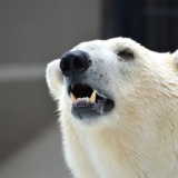 【悲報】シロクマさん、射精しすぎて死亡･･･！！