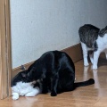 ３にゃん