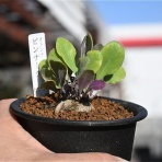 多肉屋　たなか