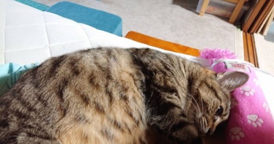 【猫との暮らし】吸い放題な猫【写真日記】