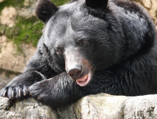 クマに注意！命を守る行動を！新潟県が『クマ出没特別警報』を発表！警戒強化11月30日まで。