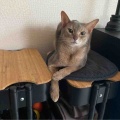 お手ていろいろ