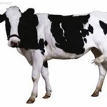 牛を飼っていたイスラム教徒2人を集団リンチ