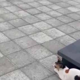 猫の動画 ねこわん！