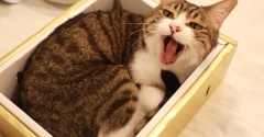 桃好き猫と金色の桃箱。