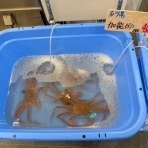 拝観ジジィのblog