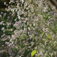 【ガーデニング】今シーズン最後の花々がまぶしくて！