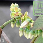 N-log【東京ぼたらいふ=ボタニカルライフ】