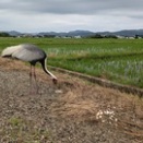 おツルさん七夕の約束