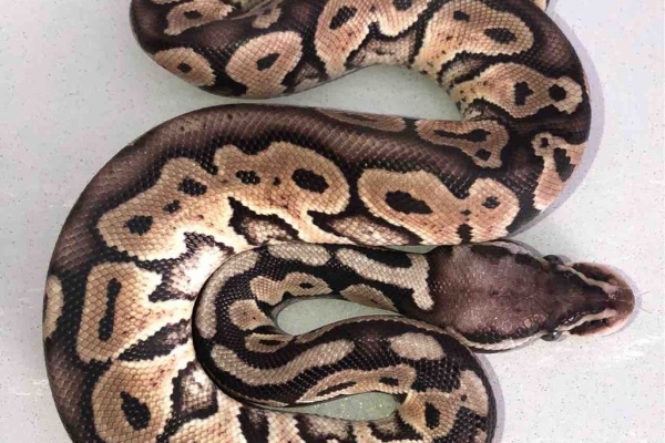 06 Shockwave 18年10月