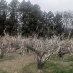 Ancient Botanical Garden