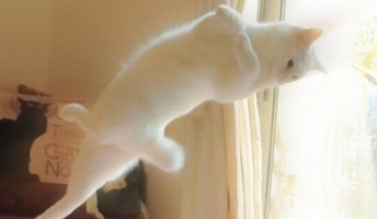 くるふわ…タンッ!バレエを踊る猫が海外で「ビューティホー」と人気
