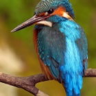 『投稿：BORG77EDIIによるカワセミ　2021/01/20』の画像