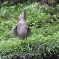 ヤブサメ