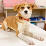 『【子犬】りりあちゃん♀ 里親募集中です』の画像