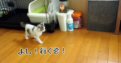 出れない子。羽黒。