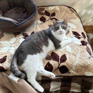 ねこさま王国