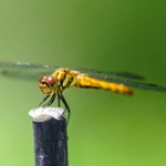 【緊急】ちょっとでかい虫、部屋に現る 誰か何の虫か教えて