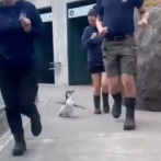赤ちゃんペンギンが飼育員たちと鬼ごっこをして一緒に走る