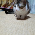 ビビりさんは スカンクにw