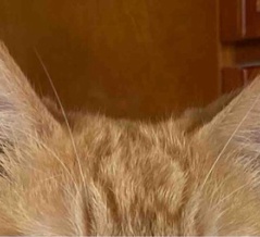 【猫日記】猫の耳に注意が必要なこと