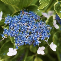 花散歩