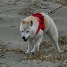 日毎春めく九十九里浜 🌷