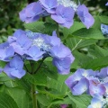 季節の花・アジサイの続き掲載