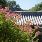 『残暑の紅　１』の画像