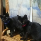 �إޥ꡼�ȥꥪ�٤β���