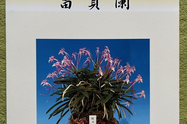 Suzukaな日々 - 風蘭
