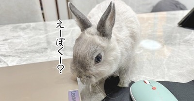 うさぎのルリ(12/18追記)