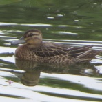 花鳥いろいろ 四季の野鳥