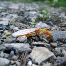 キカマキリモドキ