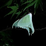 Insect trails