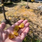 今日から3月、少し歩けば花がいっぱい