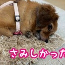 ずっと待ってたみたいです