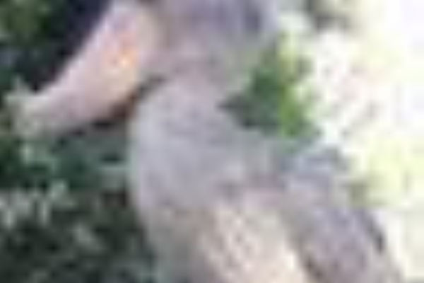 たぬきまとめブログ