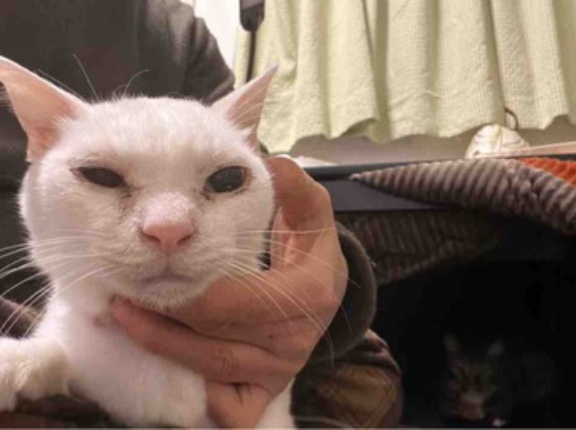 腎不全コンビの経過　20260122