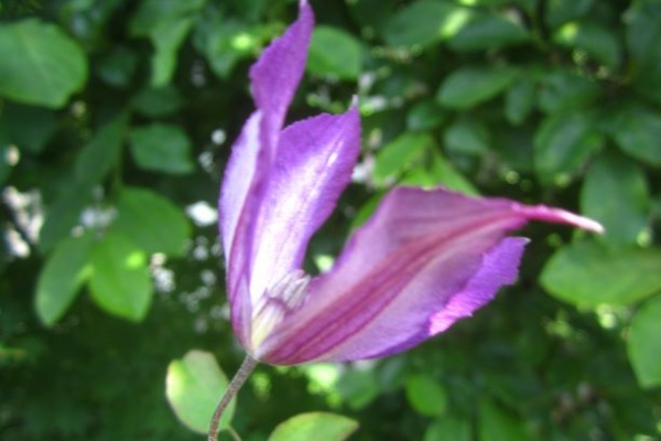 となりのにわ 青とんぼ