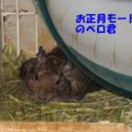 今日のペロ君