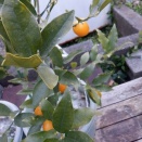 植物たちは元気