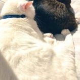 後ろ足伸びがちボーイ