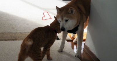 茶トラまる子の“ぶちかまし”！