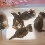 『【子猫】5頭 受け入れました』の画像